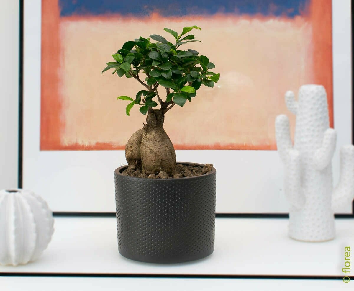 Ficus ginseng