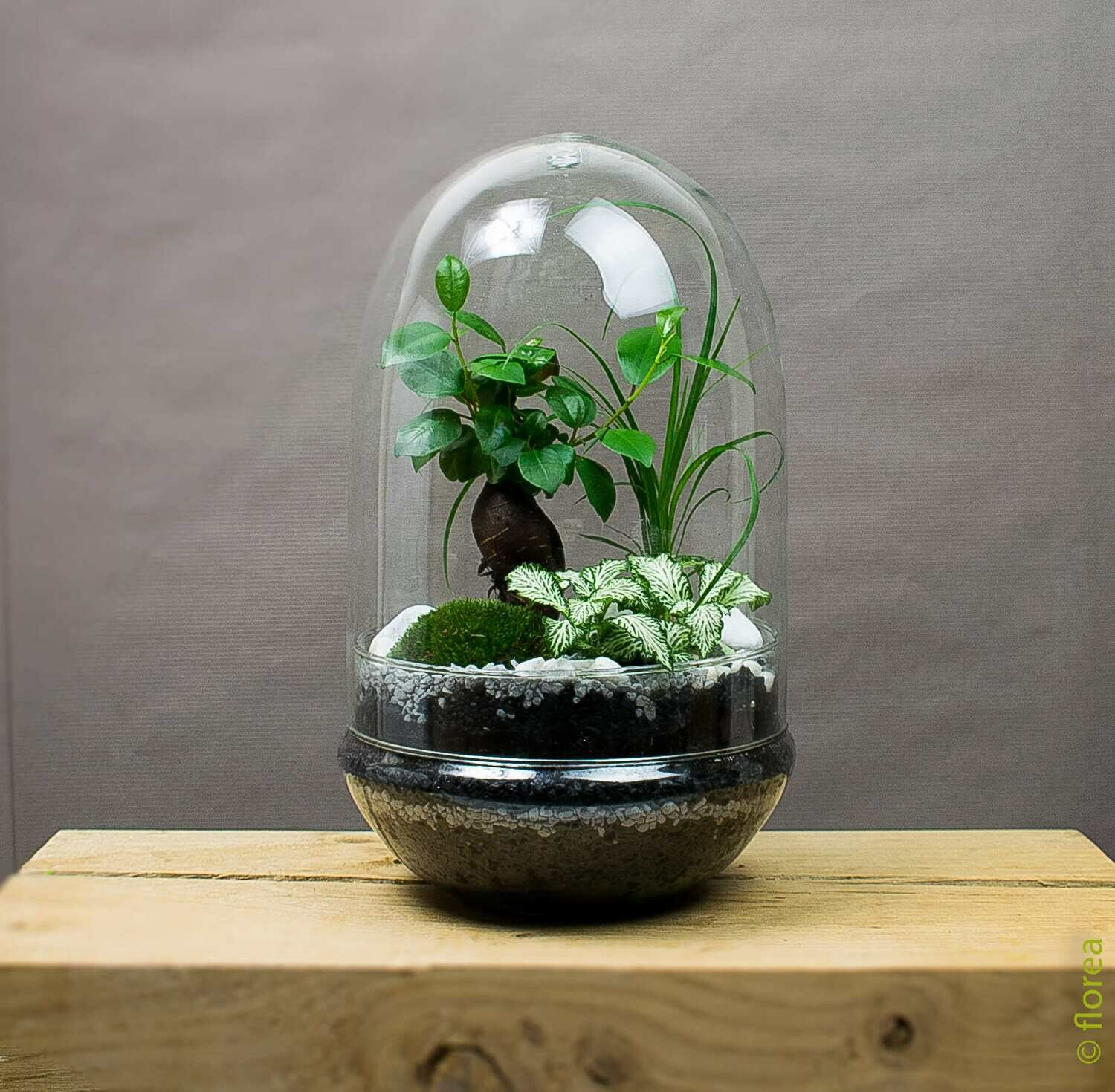 Terrarium Phil - Ficus ginseng Terrarium Phil - Ficus ginseng