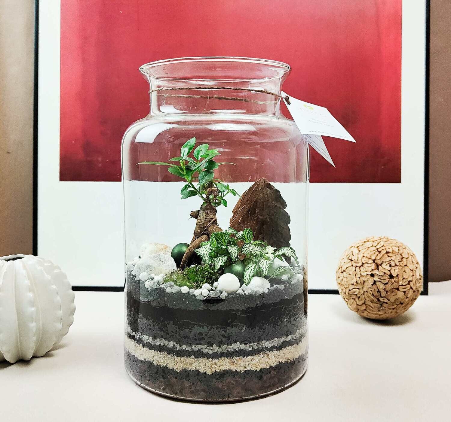 Terrarium BOSSA - Ficus ginseng Terrarium BOSSA - Ficus ginseng