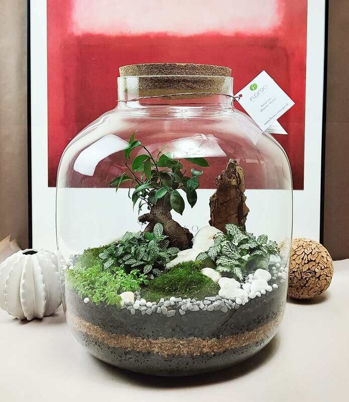 Terrarium Mensa - Ficus ginseng