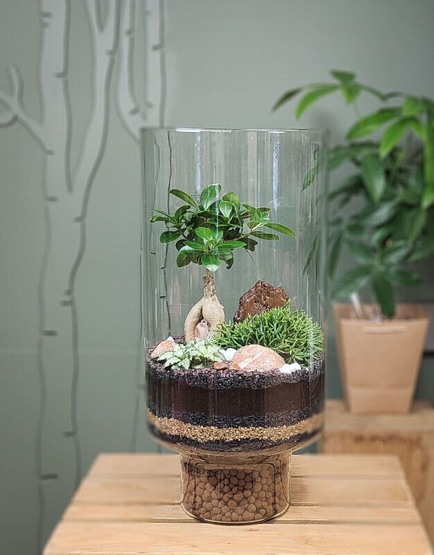 Terrarium Tower - Ficus ginseng