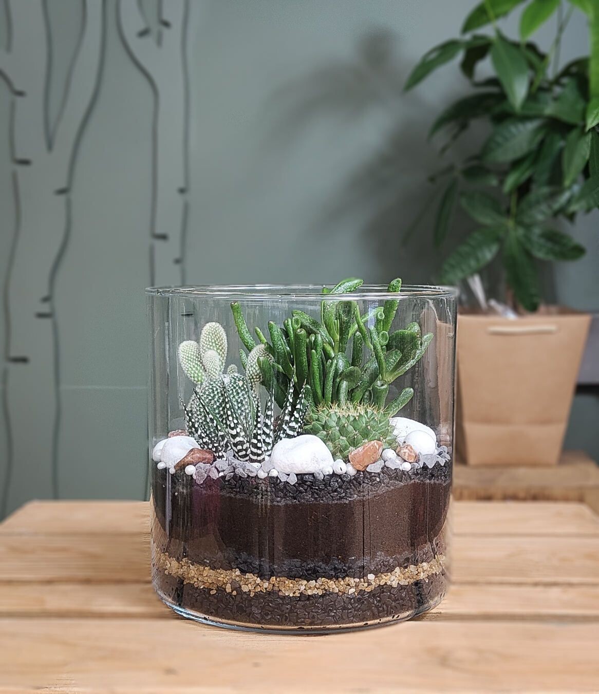 Terrarium NOVA - Plantes grasses