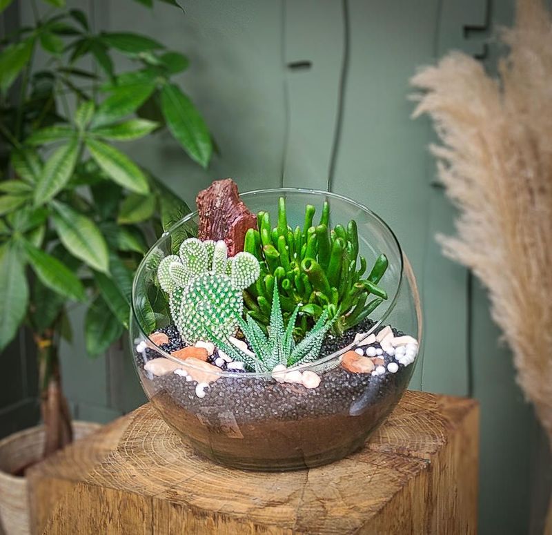 Terrarium Boly  plante grasse