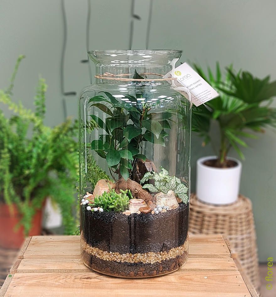 Terrarium BOSSA - Ficus ginseng Terrarium BOSSA - Ficus ginseng
