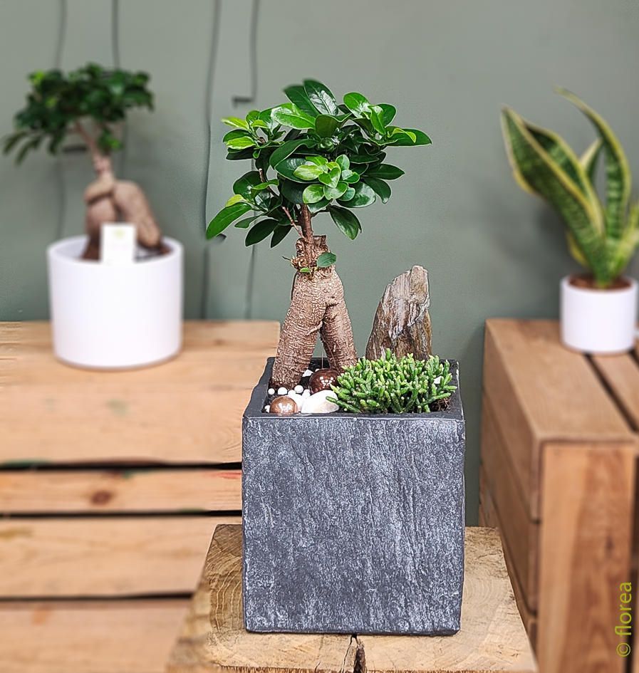 carre ardoise ficus ginseng