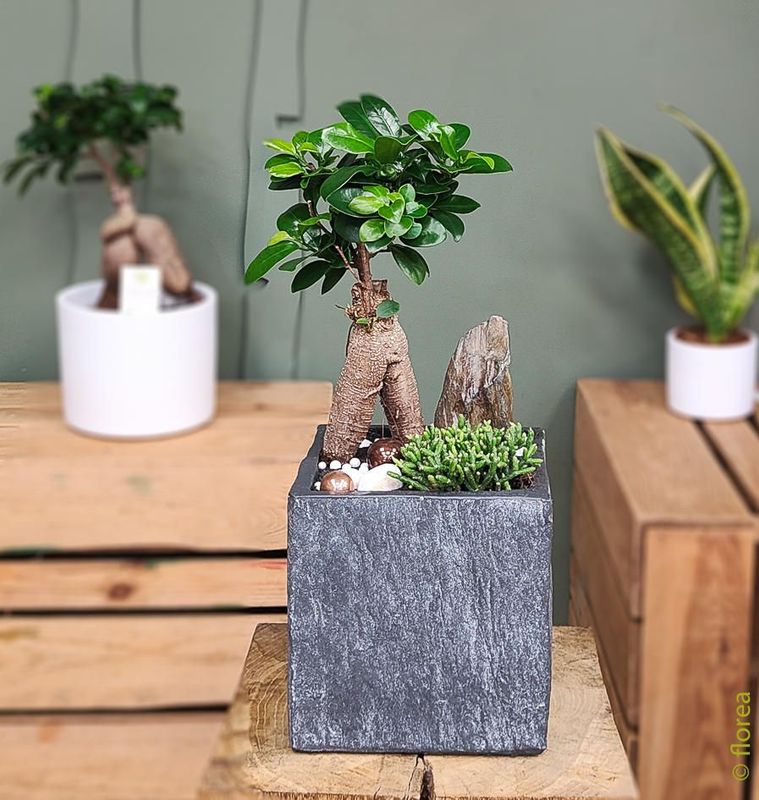 carre ardoise ficus ginseng