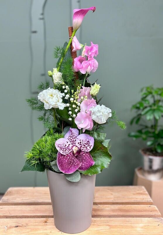 composition  ORCHIDEE