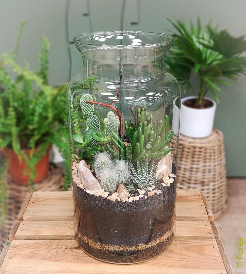Terrarium BOSSA - plantes grasses Terrarium BOSSA - plantes grasses