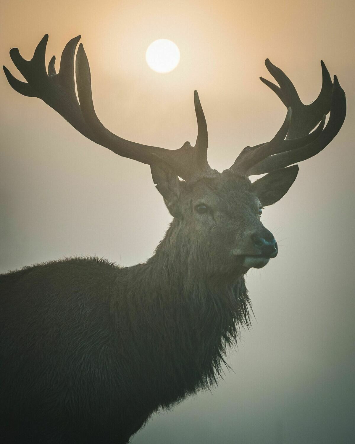 Sun King