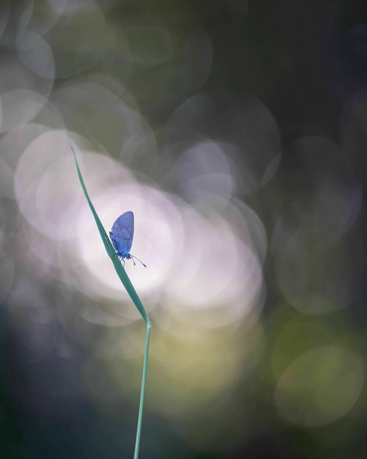 Common Blue II