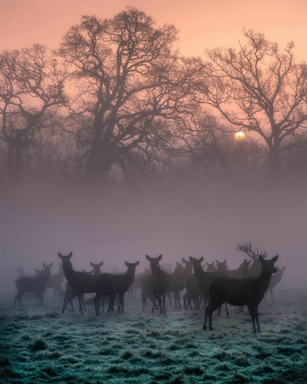 Ashton Court Frost