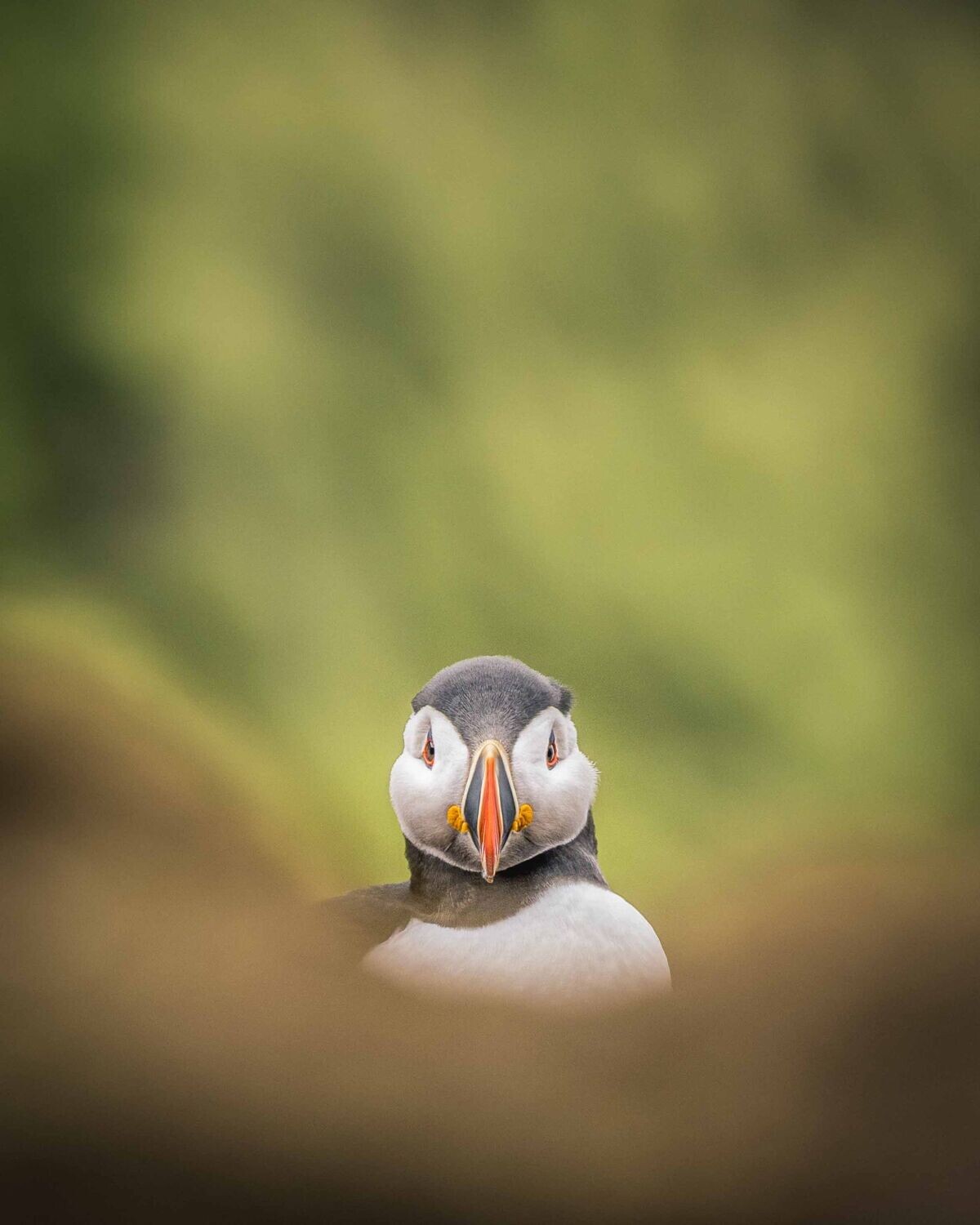 Skomer Puffin