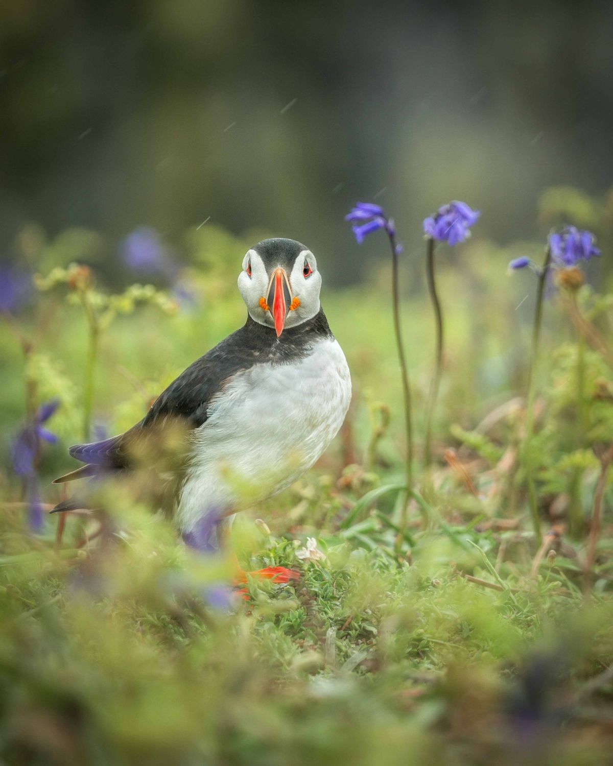 Skomer Bluebells