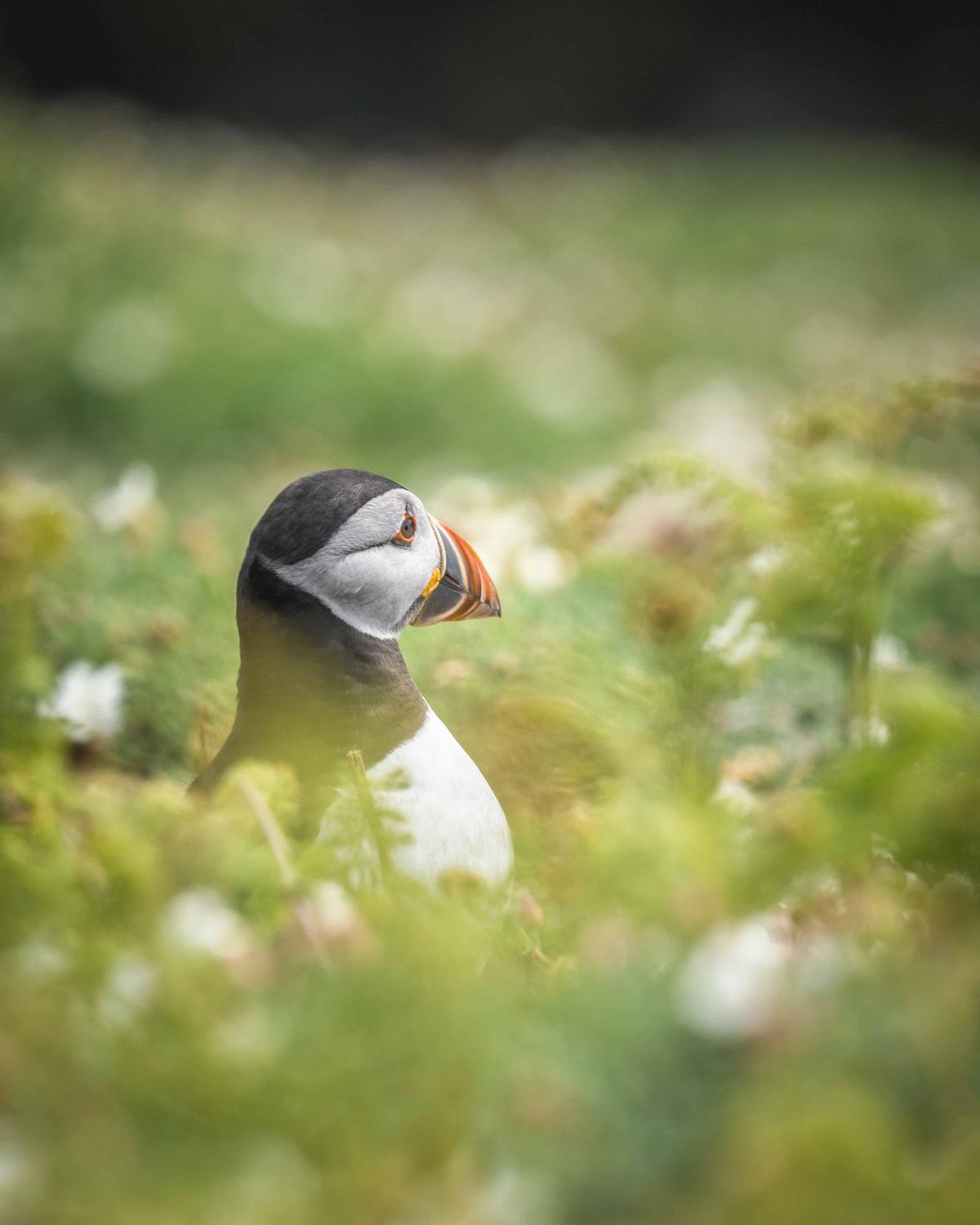 Skomer Puffin 2