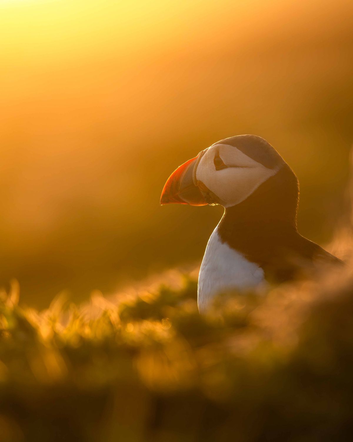 Golden Glow 2 Golden Glow 2