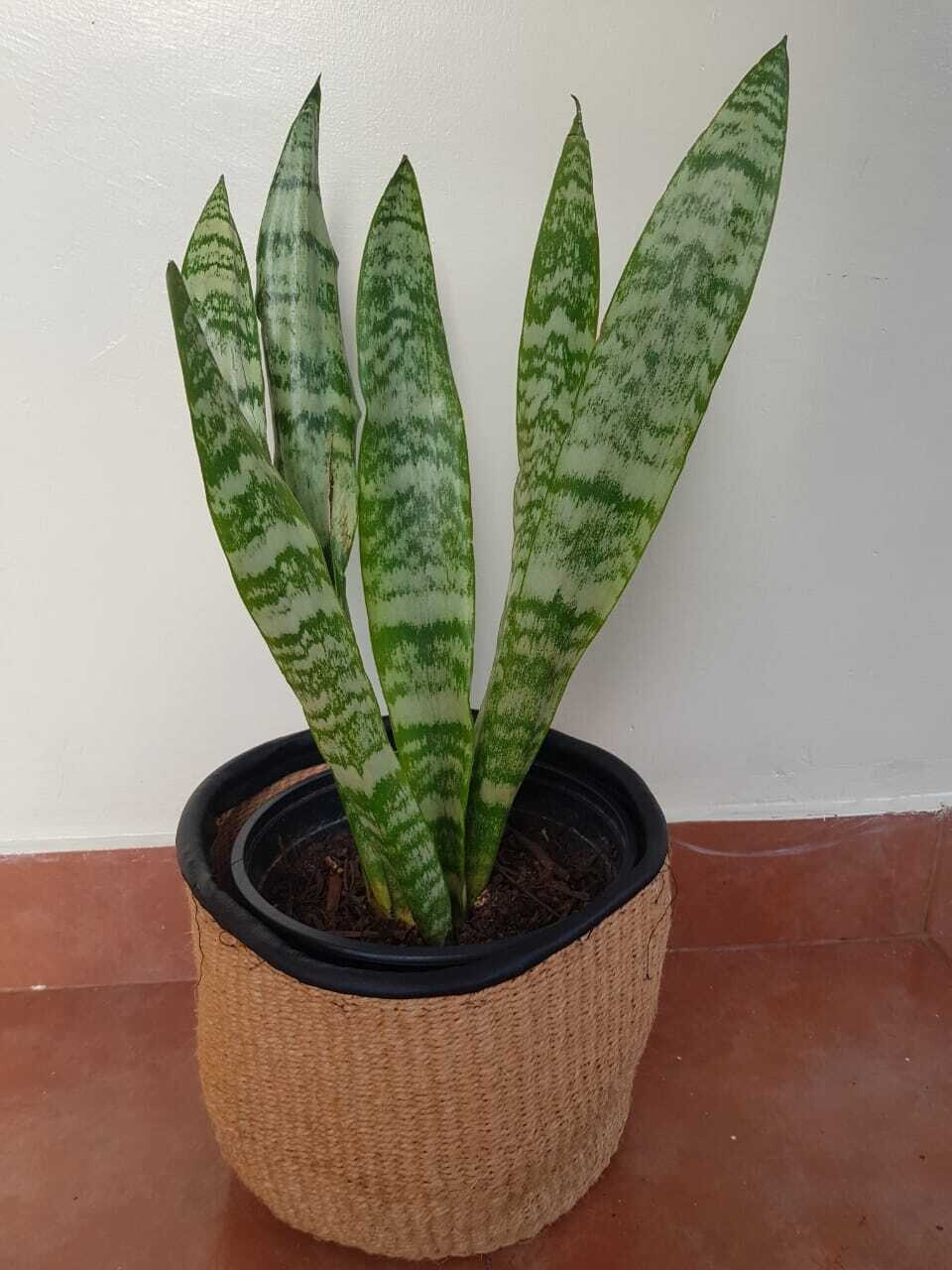 snake plant-Sansevieria trifasciata