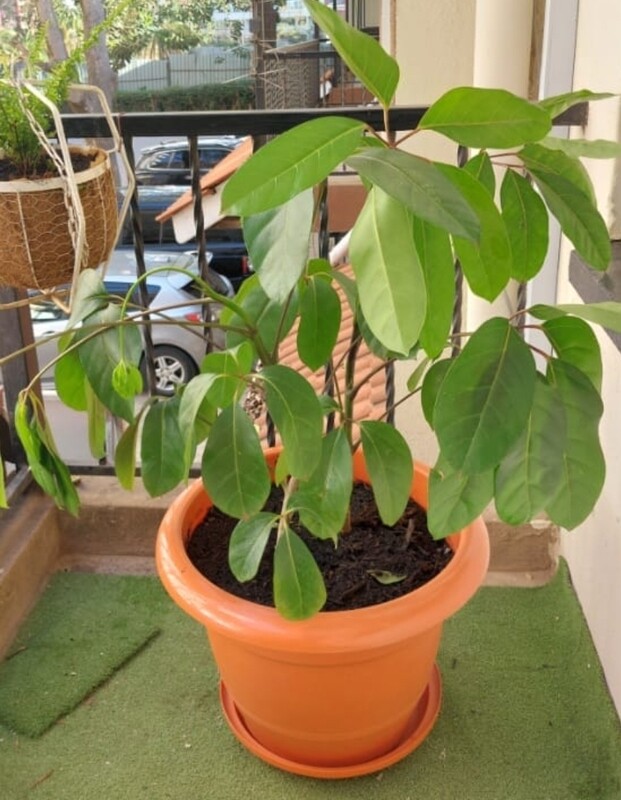 Patio plants. Planted scefflera plant in Large plastic planter. round. planted with treated compost manure for pest free finish