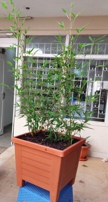 Planted bamboo in large planters . Plant size 3Ft. Planted in treated compost manure pest free