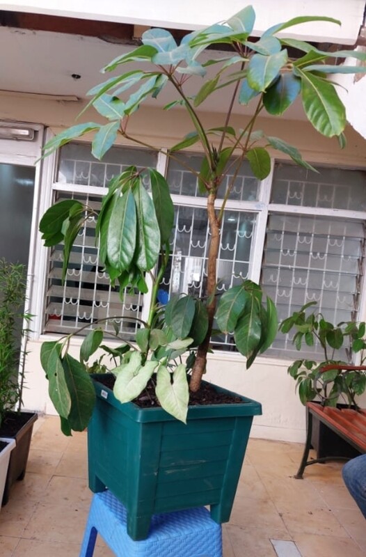 Patio plants. Planted scefflera plant in Large plastic planter. Square planted with treated compost manure for pest free finish