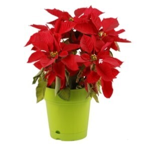 Mintra Home Garden Pot Colorful, Planter, Flower Pot 22cm Round with water reserve GREEN