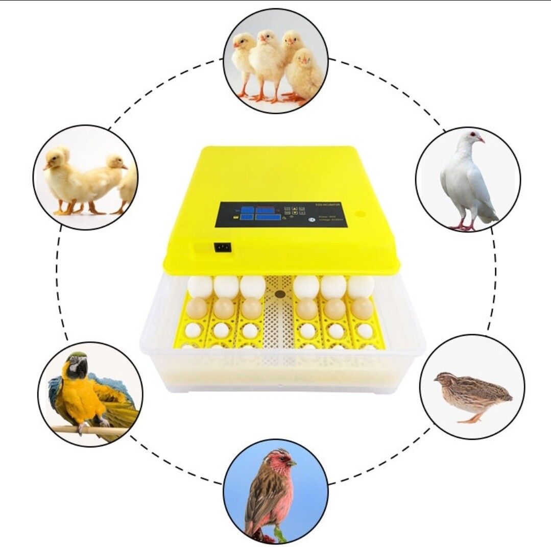 Automatic Chicken Incubator.
Egg Turning Mode: Automatic Egg Turning
Egg Capacity(pcs): 48