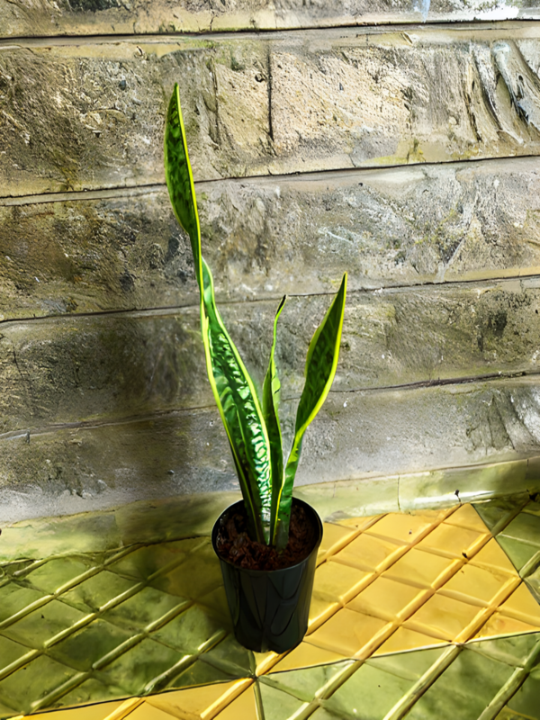 Snake Plant with pot For your Home