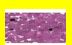 ESS-KD187 STAR CONFETTI DARK RED
