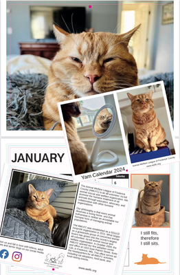 Your Pet’s Photo in our 2026 Yam Calendar Your Pet’s Photo in our 2026 Yam Calendar