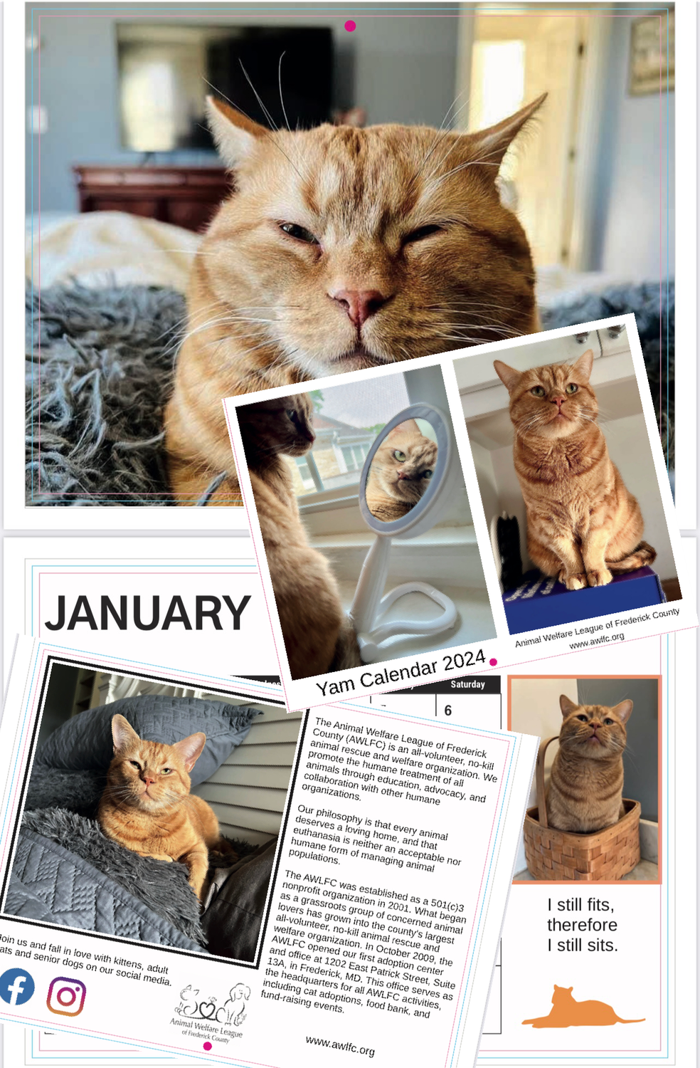 Your Pet’s Photo in our 2026 Yam Calendar