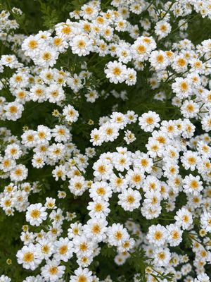 Feverfew (Seeds)