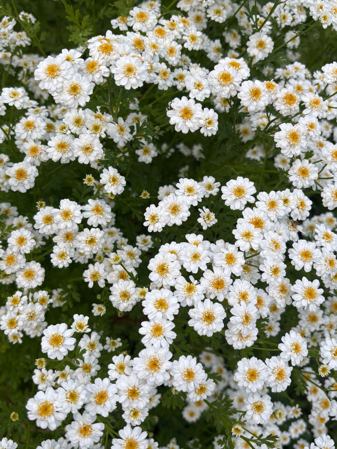 Feverfew (Seeds)