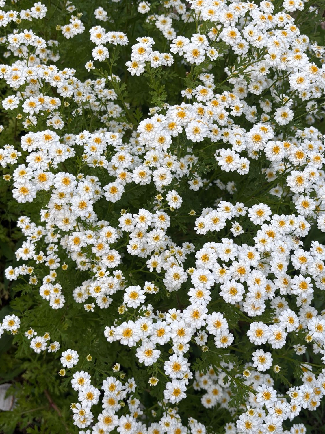 Feverfew (Seeds)