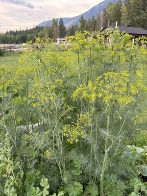 Dill (seeds)