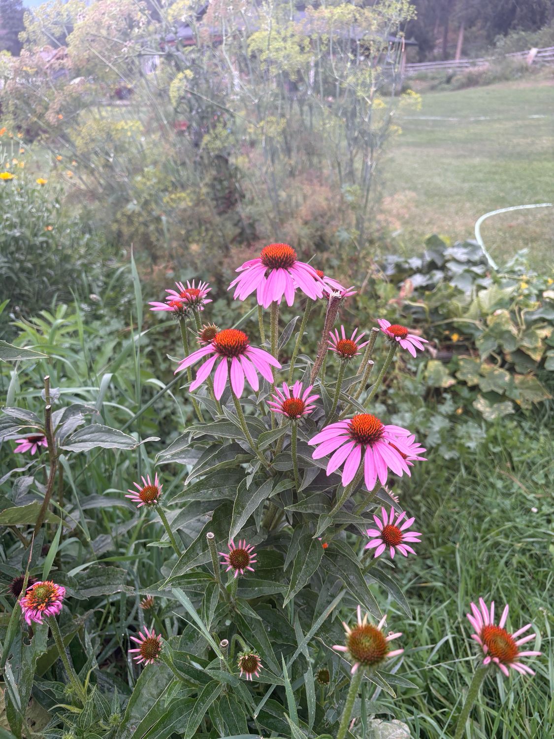 Echinacea (seeds)
