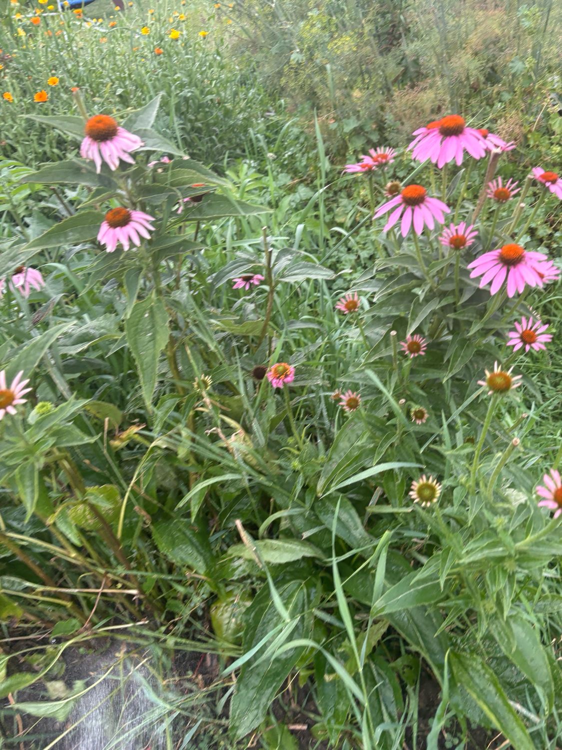 Echinacea (seeds)