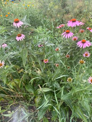 Echinacea (seeds)