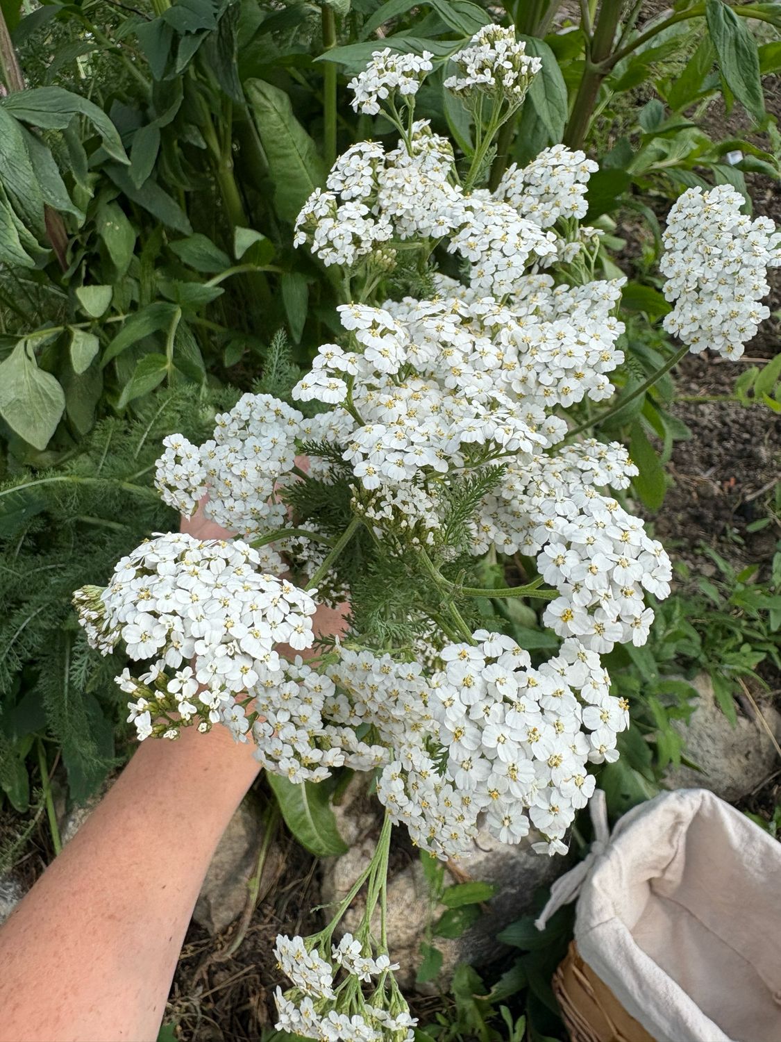 Yarrow (seeds)