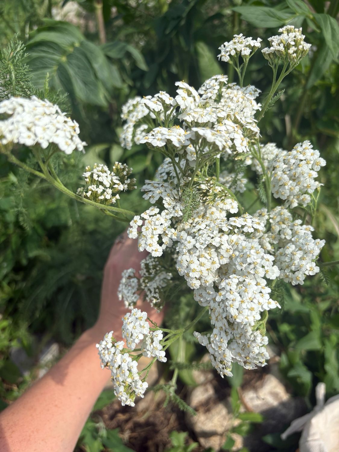 Yarrow (seeds)