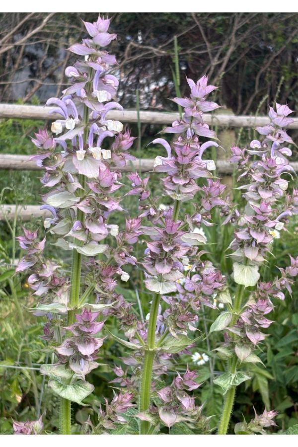 Clary Sage (Seeds)