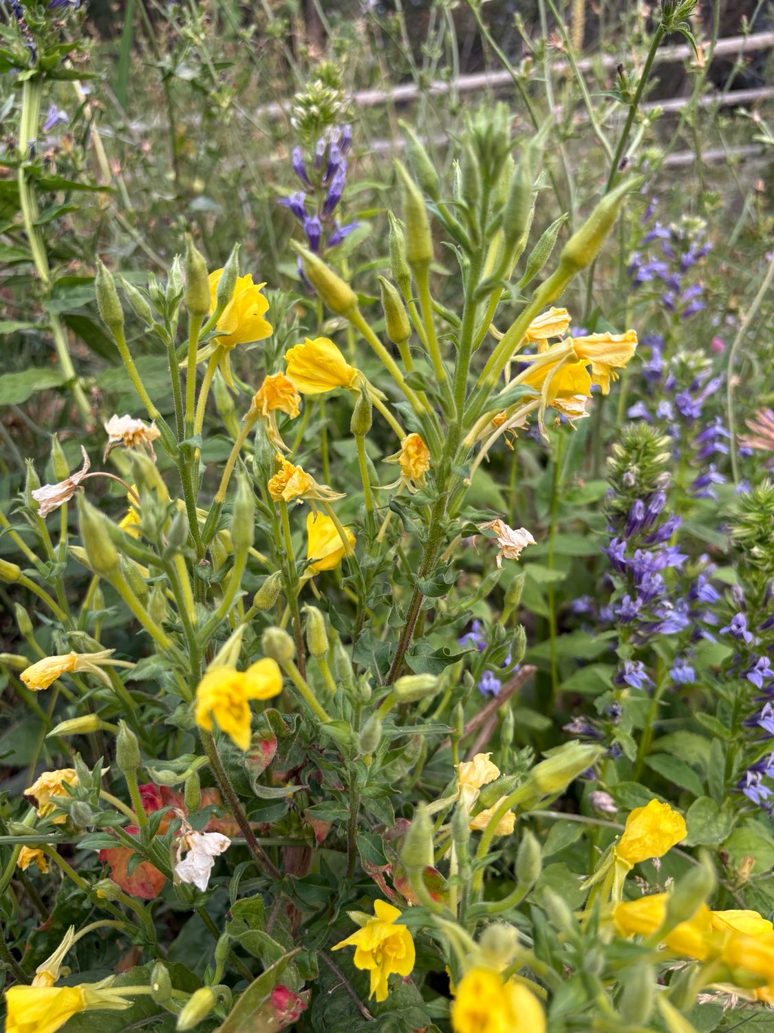 Evening Primrose (seeds)