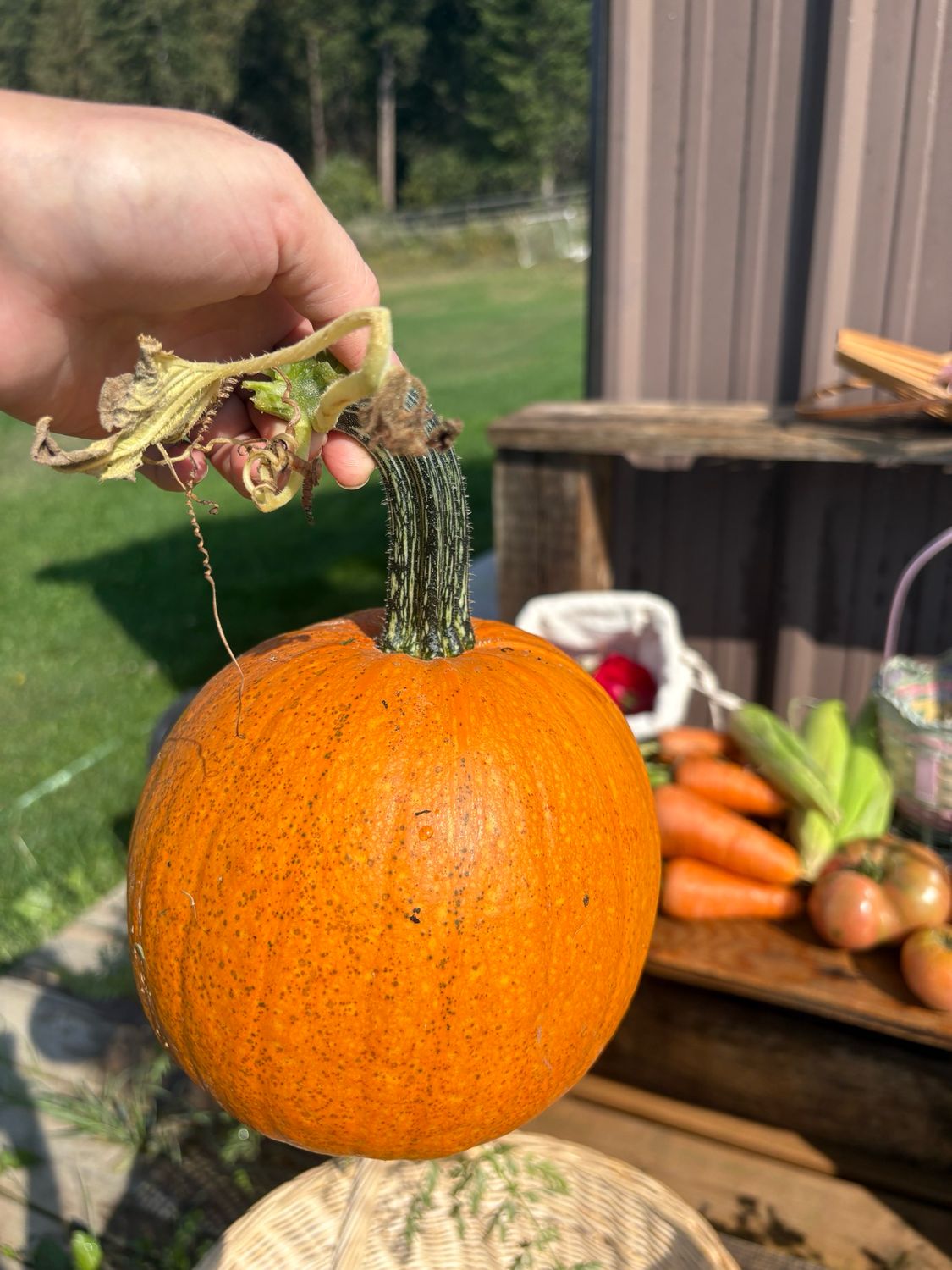 Pumpkin (seeds) Small Sugar
