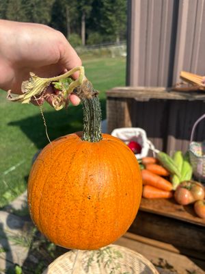 Pumpkin (seeds) Small Sugar