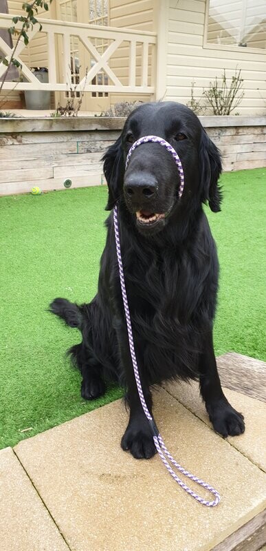 Flexible Head Collar & Lead