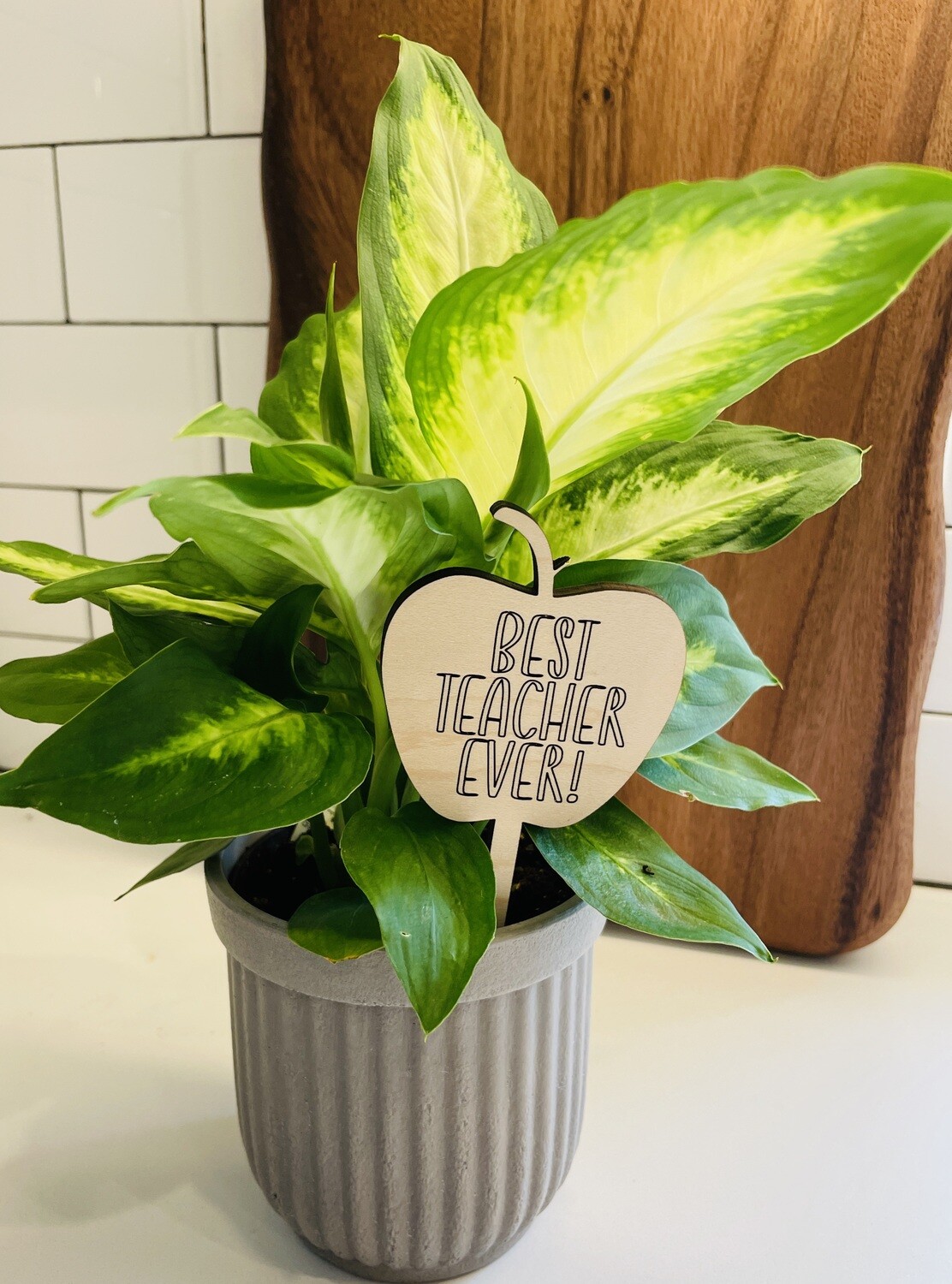 Teacher plant stake
