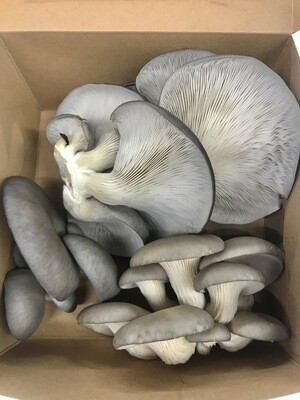 Grey/Blue Oyster Mushrooms ~1/2 lb (fresh)