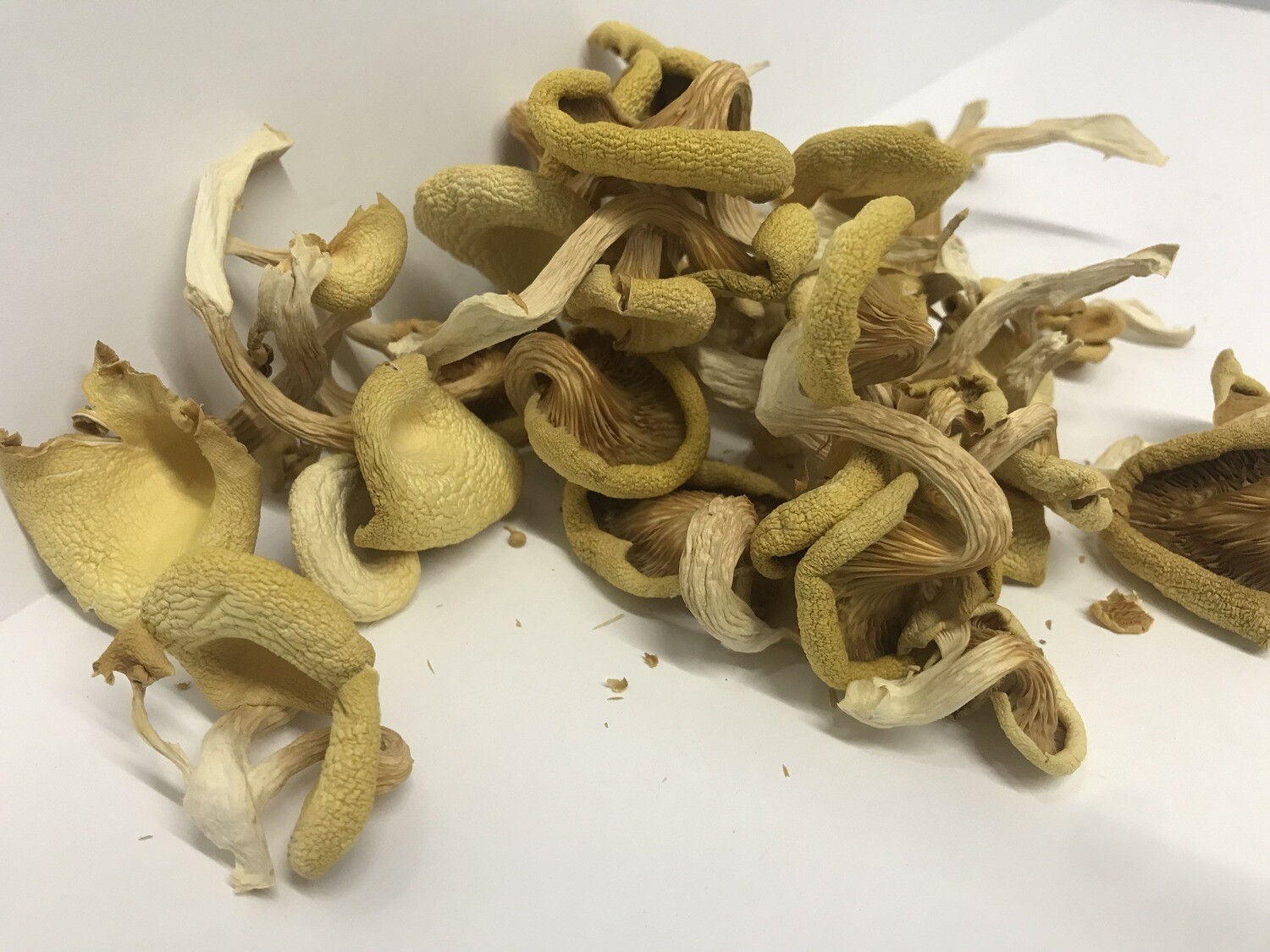 Gold Oyster Mushrooms ~1.5 oz (dried)