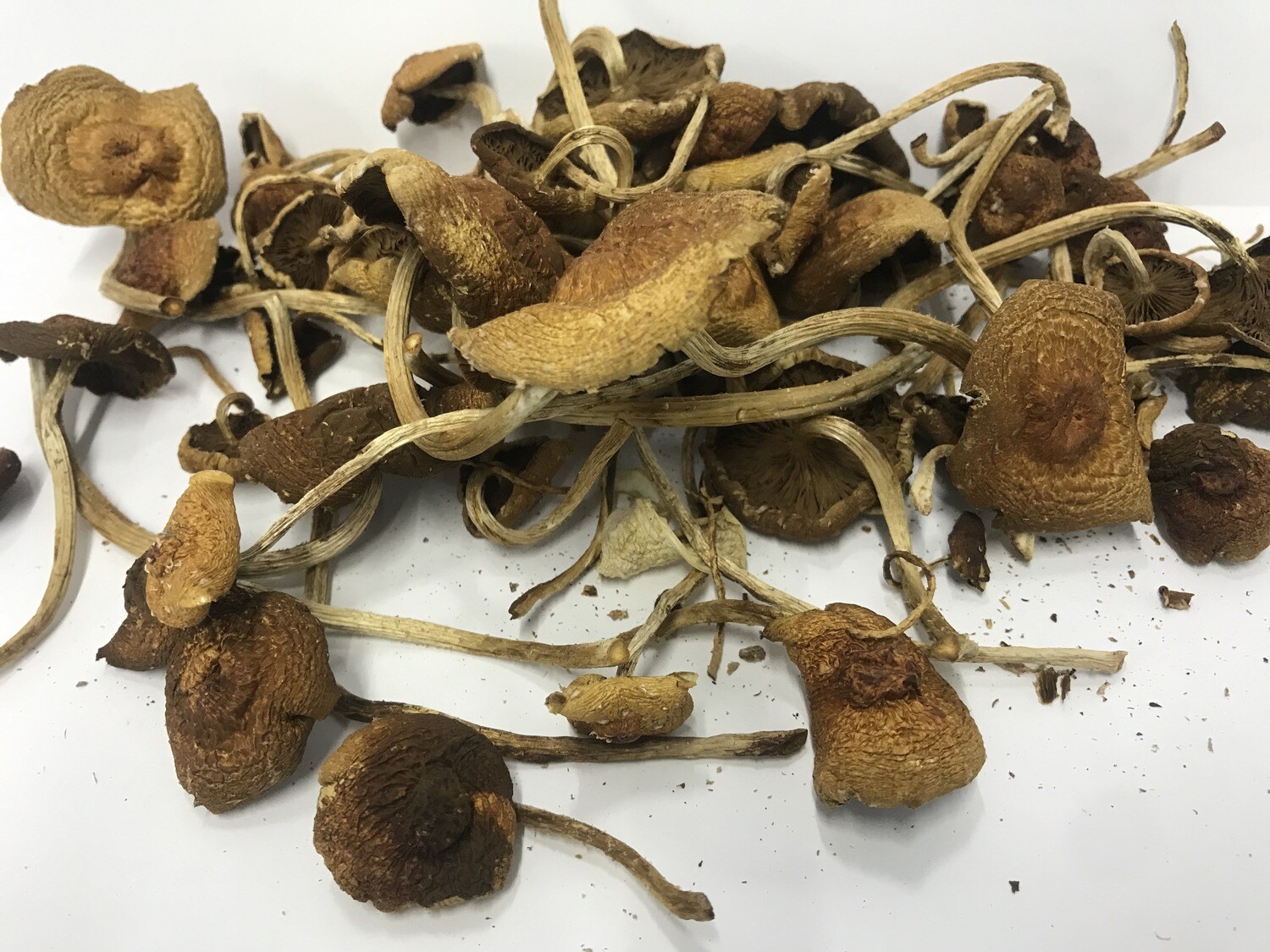 Chestnut Mushrooms ~1.4 oz (dried)