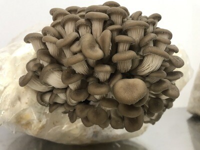Grey/Blue Oyster ~7 lb Mushroom (grow kits)