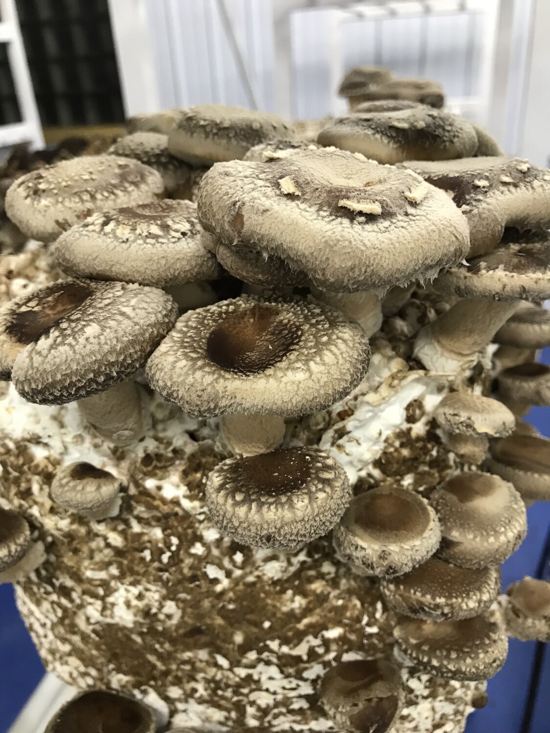 Shiitake ~7 lb Mushroom (grow kits)