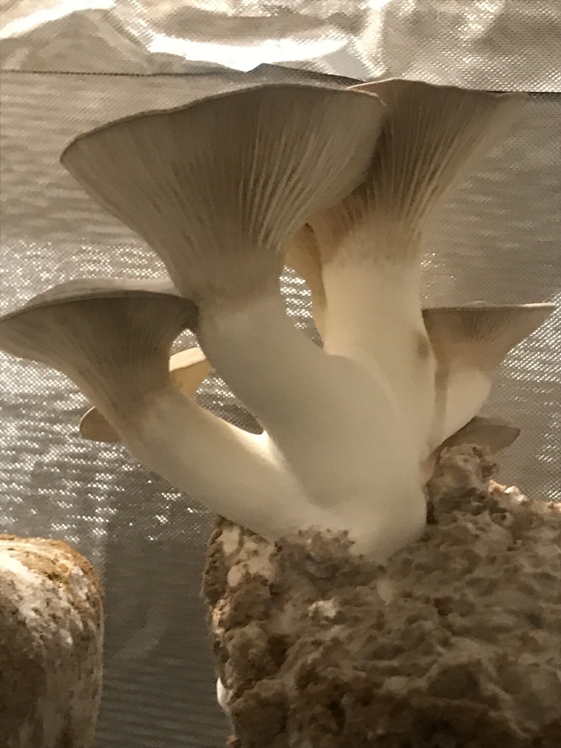 King Trumpet Oyster Mushrooms ~1/2 lb (fresh)